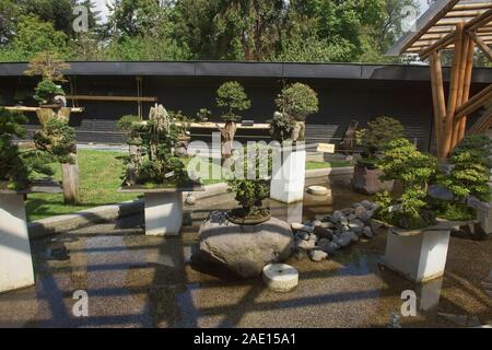 Bonsai Bäume im Botanischen Garten von Quito, Quito, Ecuador Stockfoto