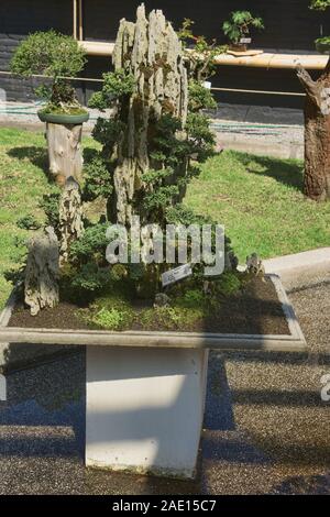 Bonsai Baum in den Botanischen Gärten von Quito, Quito, Ecuador Stockfoto