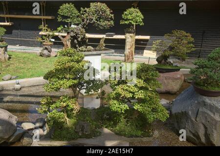 Bonsai Bäume im Botanischen Garten von Quito, Quito, Ecuador Stockfoto