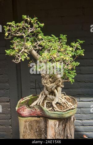 Bonsai Baum in den Botanischen Gärten von Quito, Quito, Ecuador Stockfoto