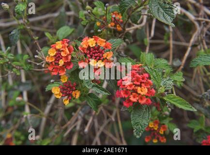 Lantana camara (Gemeinsame lantana) wächst in den Botanischen Gärten von Quito, Quito, Ecuador Stockfoto