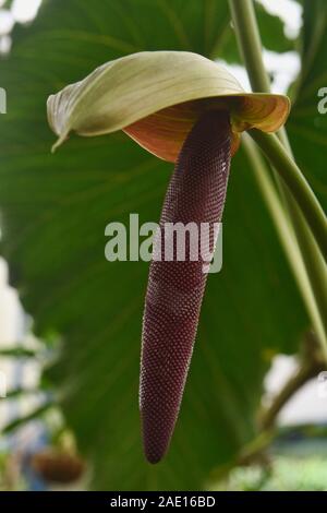 Flamingo Lily (Anthurium andraeanum) im Botanischen Garten von Quito, Quito, Ecuador Stockfoto