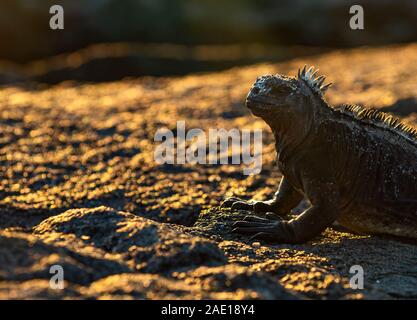 Ein Marine iguana (Amblyrhynchus cristatus) Porträt bei Sonnenuntergang auf dem Lava Rock Strand von Puerto Egas, Insel Santiago, Galapagos, Ecuador. Stockfoto