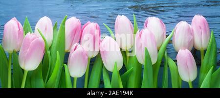 Rosa Tulpen auf einem blauen Hintergrund aus Holz Stockfoto