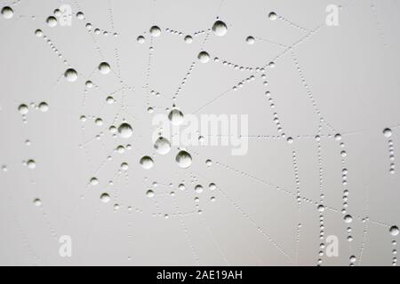 Close-up von Wassertropfen in ein Cobweb mit minimalistischen Hintergrund Stockfoto