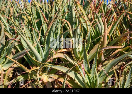 Medizinische Aloe Vera Kakteen ganz nah Stockfoto