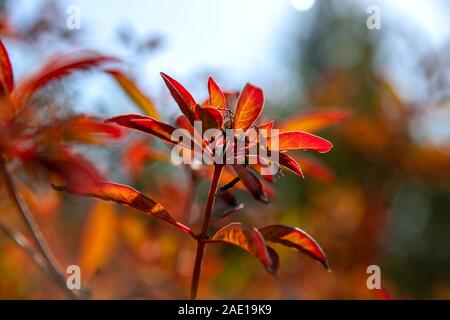 Rote Blätter im Herbst close up im sonnigen Hintergrundbeleuchtung verschwommenen Hintergrund Stockfoto