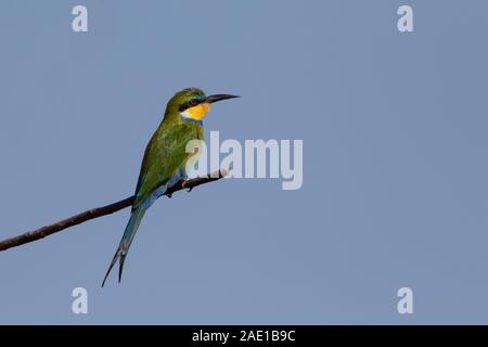 Swallow Tailed Bee-Eater, Merops hirundineus, Western Division, Gambia, Westafrika Stockfoto