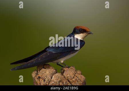 Drahtailed Swallow, Hirundo smithii, Koto Bridge, Gambia, Westafrika Stockfoto