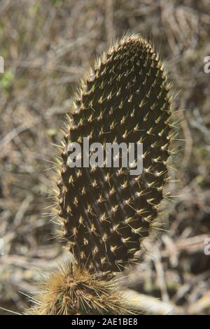 Opuntia Kakteen, Isla Santa Cruz, Galapagos, Ecuador Stockfoto