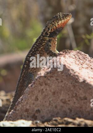 Weibliche Galapagos lava Lizard (Microlophus albemarlensis), Isla Santa Cruz, Galapagos, Ecuador Stockfoto