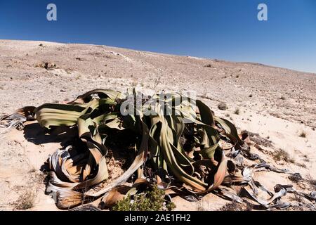 Welwitschia, Wüstenwild, Welwitschia Drive bei Swakopmund, Namib Wüste, Namibia, Südafrika, Afrika Stockfoto
