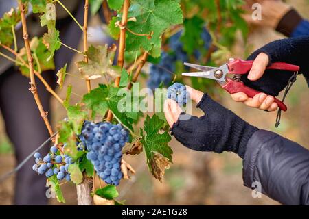 Nahaufnahme der Worker's Hände Schneiden rote Trauben von den Reben während der Weinlese in der Republik Moldau Weinberg. Stockfoto