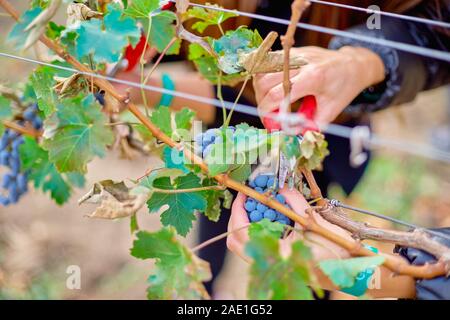 Nahaufnahme der Worker's Hände Schneiden rote Trauben von den Reben während der Weinlese in der Republik Moldau Weinberg. Stockfoto