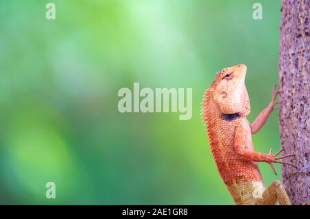 Chameleon orange auf dem Baum Hintergrund verschwommen bleibt. Stockfoto