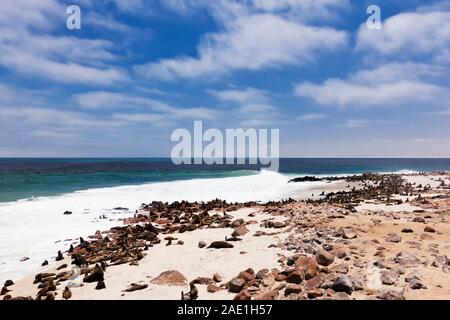 Robbenkolonie, Cape Cross Seal Reserve, Skeleton Coast, Atlantik, Namibia, Südafrika, Afrika Stockfoto