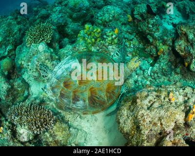 Grüne Meeresschildkröte Chelonia mydas von oben, Mabul, Malaysia Stockfoto