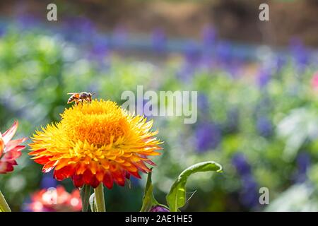 Biene auf gelbe Blumen oder Helichrysum bracteatum im Garten. Stockfoto