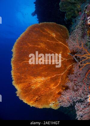 Giant sea Fan, roten Gorgonien Ventilator, Annella Mollis, Mabul, Malaysia Stockfoto