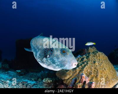 Blue-spotted Kugelfische, Arothron caeruleopunctatus, Mabul, Malaysia Stockfoto