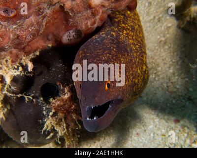 Gelb Kanten, Moray, Gymnothorax flavimarginatus, Malaysia Stockfoto