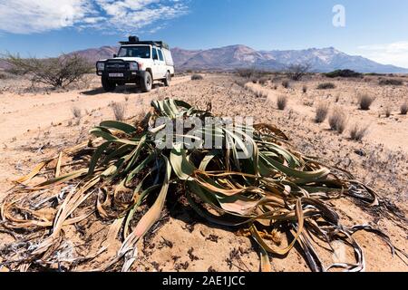 Wüstenpflanze Welwitschia, Berg Brandberg, Namib Wüste, UIs, Damaraland (Erongo), Namibia, Südafrika, Afrika Stockfoto