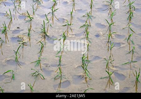 Neu gepflanzte Reis Sämlinge in Reisterrassen des Drachen, Dazhai, China Stockfoto
