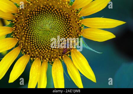 Nahaufnahme von Sonnenblume mit Biene Stockfoto