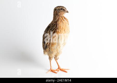 Die gemeinsame Wachtel auf weißem Hintergrund Stockfoto