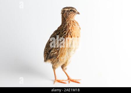 Die gemeinsame Wachtel auf weißem Hintergrund Stockfoto