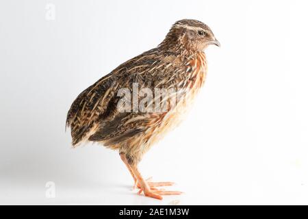 Die gemeinsame Wachtel auf weißem Hintergrund Stockfoto