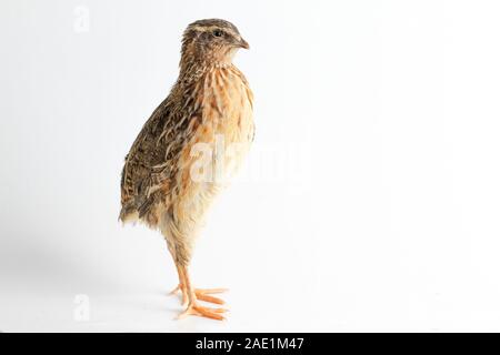 Die gemeinsame Wachtel auf weißem Hintergrund Stockfoto