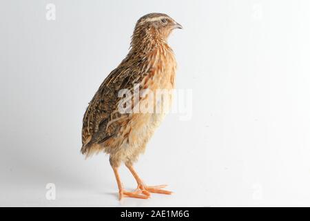 Die gemeinsame Wachtel auf weißem Hintergrund Stockfoto