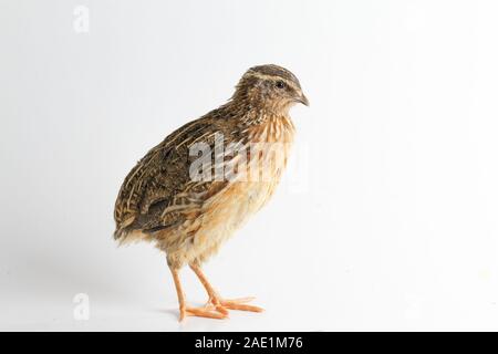 Die gemeinsame Wachtel auf weißem Hintergrund Stockfoto