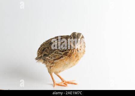 Die gemeinsame Wachtel auf weißem Hintergrund Stockfoto