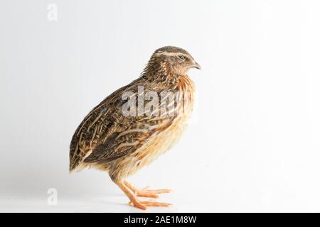 Die gemeinsame Wachtel auf weißem Hintergrund Stockfoto