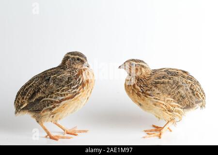 Die gemeinsame Wachtel auf weißem Hintergrund Stockfoto