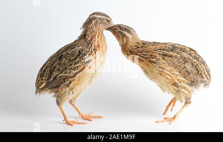 Die gemeinsame Wachtel auf weißem Hintergrund Stockfoto