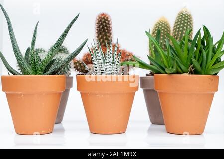 Verschiedene Kakteen und Sukkulenten Haus Pflanzen in Töpfen auf weißem Hintergrund Stockfoto