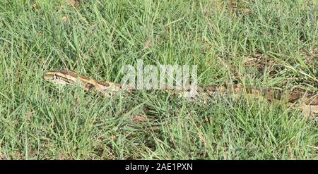 Eine afrikanische Felspython (Python sebae) bewegt sich durch trockenes Gras. Serengeti Nationalpark, Tansania. Stockfoto