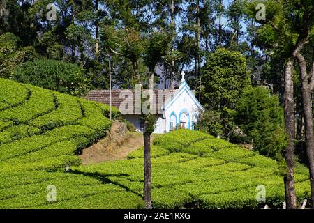 Besuchen Sie die berühmten teeplantagen von Munnar Stockfoto