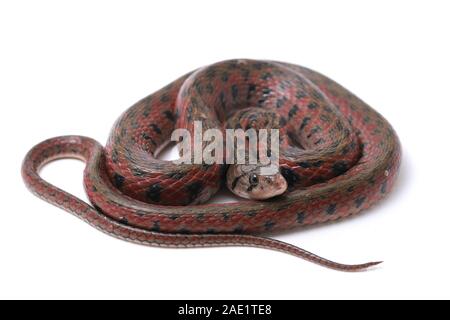 Die karierte keelback (Fowlea piscator), häufig auch als der asiatische Wasser Schlange bekannt. Die Art ist endemisch in Asien. Auf weissem Hintergrund Stockfoto
