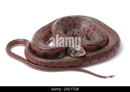 Die karierte keelback (Fowlea piscator), häufig auch als der asiatische Wasser Schlange bekannt. Die Art ist endemisch in Asien. Auf weissem Hintergrund Stockfoto
