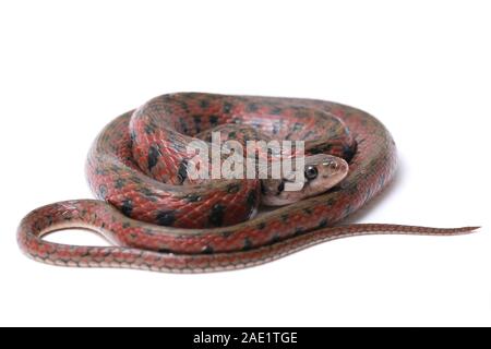Die karierte keelback (Fowlea piscator), häufig auch als der asiatische Wasser Schlange bekannt. Die Art ist endemisch in Asien. Auf weissem Hintergrund Stockfoto