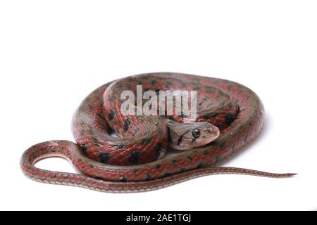 Die karierte keelback (Fowlea piscator), häufig auch als der asiatische Wasser Schlange bekannt. Die Art ist endemisch in Asien. Auf weissem Hintergrund Stockfoto