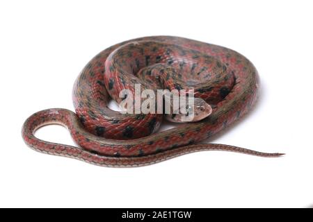 Die karierte keelback (Fowlea piscator), häufig auch als der asiatische Wasser Schlange bekannt. Die Art ist endemisch in Asien. Auf weissem Hintergrund Stockfoto