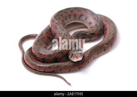 Die karierte keelback (Fowlea piscator), häufig auch als der asiatische Wasser Schlange bekannt. Die Art ist endemisch in Asien. Auf weissem Hintergrund Stockfoto