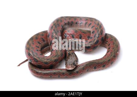 Die karierte keelback (Fowlea piscator), häufig auch als der asiatische Wasser Schlange bekannt. Die Art ist endemisch in Asien. Auf weissem Hintergrund Stockfoto