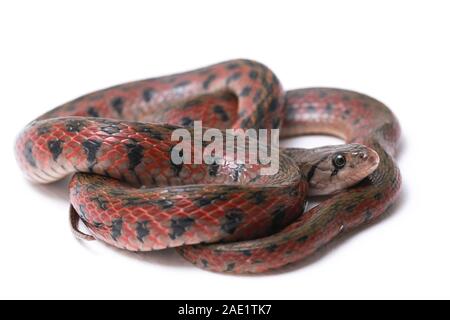 Die karierte keelback (Fowlea piscator), häufig auch als der asiatische Wasser Schlange bekannt. Die Art ist endemisch in Asien. Auf weissem Hintergrund Stockfoto