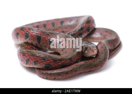 Die karierte keelback (Fowlea piscator), häufig auch als der asiatische Wasser Schlange bekannt. Die Art ist endemisch in Asien. Auf weissem Hintergrund Stockfoto